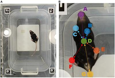 Video-based marker-free tracking and multi-scale analysis of mouse locomotor activity and behavioral aspects in an open field arena: A perspective approach to the quantification of complex gait disturbances associated with Alzheimer's disease